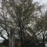 石薬師の蒲桜の写真・動画_image_277296