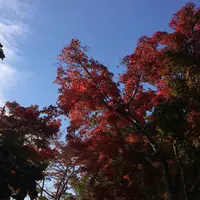 高尾山の写真・動画_image_278117