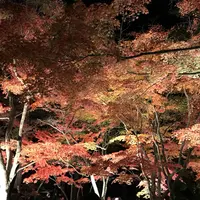 月の石もみじ公園の写真・動画_image_279376