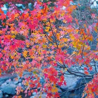 田の原川の写真・動画_image_279916