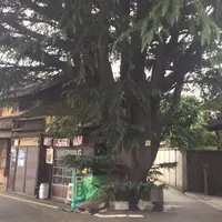 谷中ヒマラヤ杉の写真・動画_image_280577
