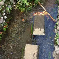 お鷹の道・真姿の池湧水群の写真・動画_image_280996