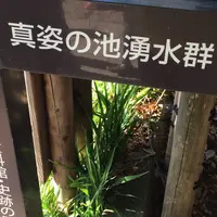 お鷹の道・真姿の池湧水群の写真・動画_image_280999