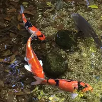 お鷹の道・真姿の池湧水群の写真・動画_image_281003