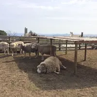 マザー牧場の写真・動画_image_282039