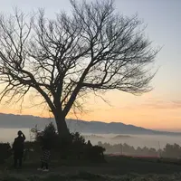 前原の一本桜の写真・動画_image_282708