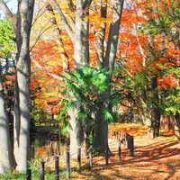 将軍池公園の写真・動画_image_283770