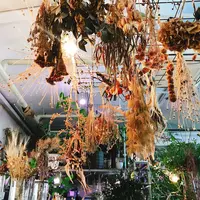 Cotoha（コトハ）の写真・動画_image_284346