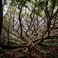 アコウの木の写真・動画_image_285089