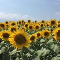 明野のひまわり畑の写真・動画_image_285559