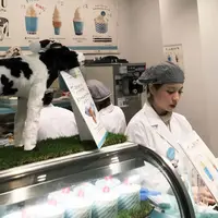 生クリーム専門店 ミルク 新宿ルミネ店の写真・動画_image_287102