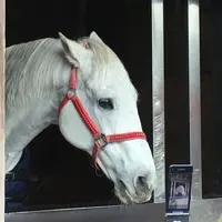 多度大社（北伊勢大神宮）の写真・動画_image_289207