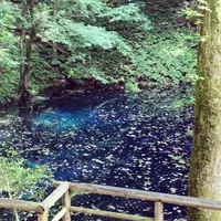 白神山地の写真・動画_image_289658