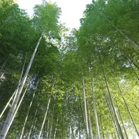 竹林の小径の写真・動画_image_290893