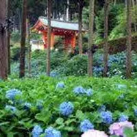 三室戸寺の写真・動画_image_293189