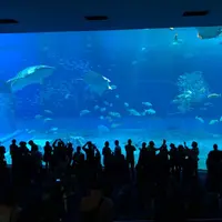 沖縄美ら海水族館の写真・動画_image_294600