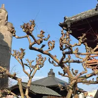 清林寺の写真・動画_image_294659