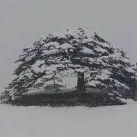 池尻の唐傘松の写真・動画_image_295272