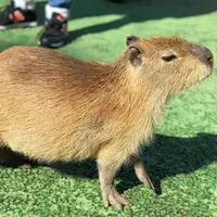 伊豆シャボテン動物公園の写真・動画_image_298477