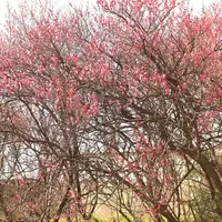 梅安天満宮の写真・動画_image_301005