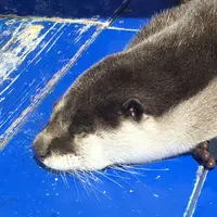 伊勢シーパラダイスの写真・動画_image_301481