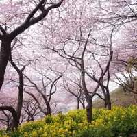 松田山ハーブガーデンの写真・動画_image_301611