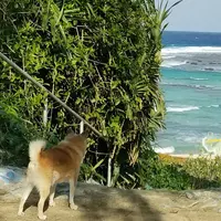 土盛海岸の写真・動画_image_301919