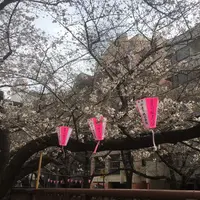 目黒川の桜並木の写真・動画_image_305321