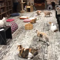 きゃりこ 吉祥寺店の写真・動画_image_306492