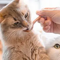 猫カフェ MoCHA（モカ）原宿竹下通り店の写真・動画_image_306579