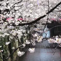 目黒川の写真・動画_image_307085