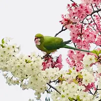 不忍池の写真・動画_image_307485