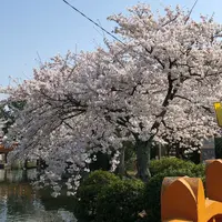 九華公園(桑名城趾)の写真・動画_image_307659