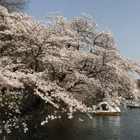 井の頭恩賜公園の写真・動画_image_307901