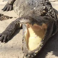 熱川バナナワニ園の写真・動画_image_308521