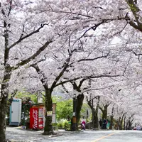 伊豆高原桜並木の写真・動画_image_308740