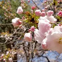 新宿御苑の写真・動画_image_308847