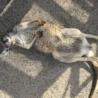 サファリランドの写真・動画_image_309000