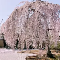高台寺の写真・動画_image_309288