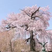 円山公園の写真・動画_image_309289