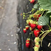 近藤いちご園の写真・動画_image_309820