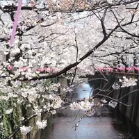 目黒川の写真・動画_image_309947