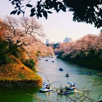 千鳥ヶ淵の写真・動画_image_310048