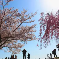 さくらの山公園の写真・動画_image_310288
