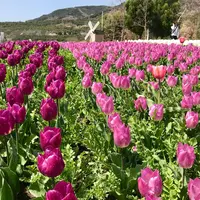 国営明石海峡公園の写真・動画_image_310419
