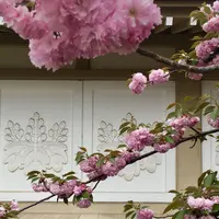 醍醐寺の写真・動画_image_311648