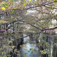目黒川の写真・動画_image_312262
