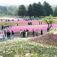 富士芝桜まつりの写真・動画_image_316581