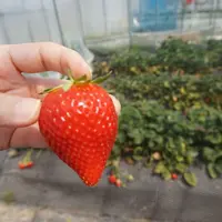 いちごの里の写真・動画_image_316617