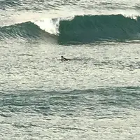 白兎海岸の写真・動画_image_317978